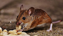24 Hour & Emergency Exterminators in Forest Park, OK